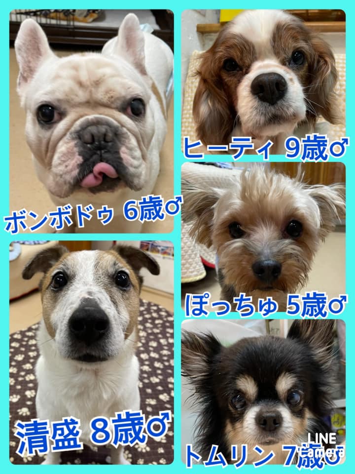 🐾今日の里親様募集中ワンコ🐶メンバーです🐾2021,3,12